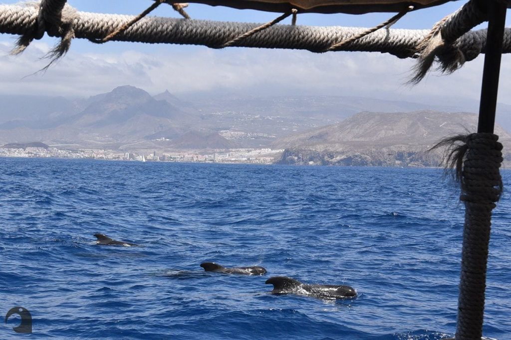 Dolphins seen from the deck of our ship